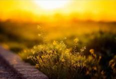 英(yīng)雄联盟四(sì)川总决赛全球顶尖战队对决