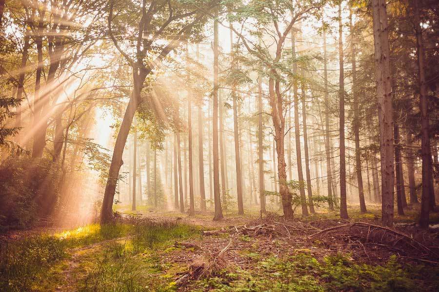 電(diàn)竞入选亚運(yùn)会正式(shì)比赛项目